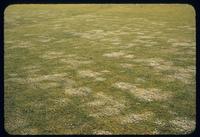 Chickweed growth in fairway turf at Kent Country Club in Michigan, 1954