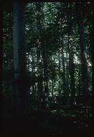 Buchenwald Concentration Camp : Beech tree woods along memorial site entry road