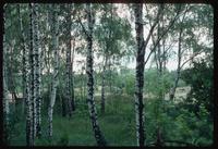 Belzec Concentration Camp : Off-site view to left of memorial camp site