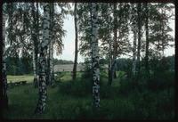 Chelmno Concentration Camp : View of main memorial through trees on-site