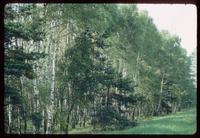 Treblinka Concentration Camp : Birch trees along the camp access road