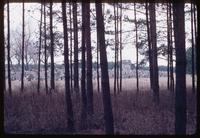 Treblinka Concentration Camp : Rear view from among the trees on site