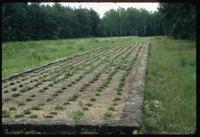 Chelmno Concentration Camp : Commemorative garden