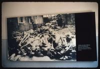 Buchenwald Concentration Camp : Post-liberation photo of bodies at the crematorium