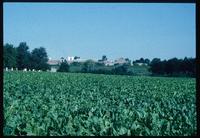 Mauthausen Concentration Camp : Distant view of Mauthausen Camp/Fortress from entry road