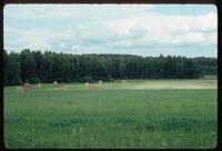 Sobibór Concentration Camp : Farm fields along Wlodawa Road adjacent to camp site