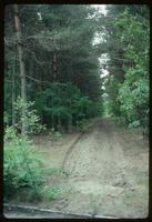 Sobibór Concentration Camp : Pine plantation across Wlodawa Road along camp perimeter