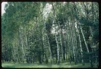 Sobibór Concentration Camp : Birch stand on location of former administration buildings