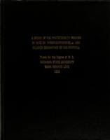 A study of the phototoxicity induced in rats by pyropheophorbide a and related derivatives of chlorophyll