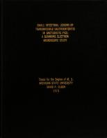 Small intestinal lesions of transmissible gastroenteritis in gnotobiotic pigs : a scanning electron microscopic study