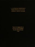 T₃ bacteriophage penetration of human epithelial cells in the presence of dimethyl sulfoxide