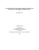 THE IDENTIFICATION OF NOVEL AMINOGLYCOSIDE ADJUVANTS FOR THE ERADICATION OF PSEUDOMONAS AERUGINOSA BIOFILMS
