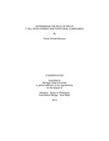 Determining the role of IRF6 in T cell development and functional commitment