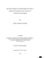 The development of anthracnose and virus 15 resistant strains of Rainy River navy beans by backcrossing