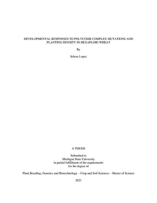 Developmental responses to polycomb complex mutations and planting density in hexaploid wheat