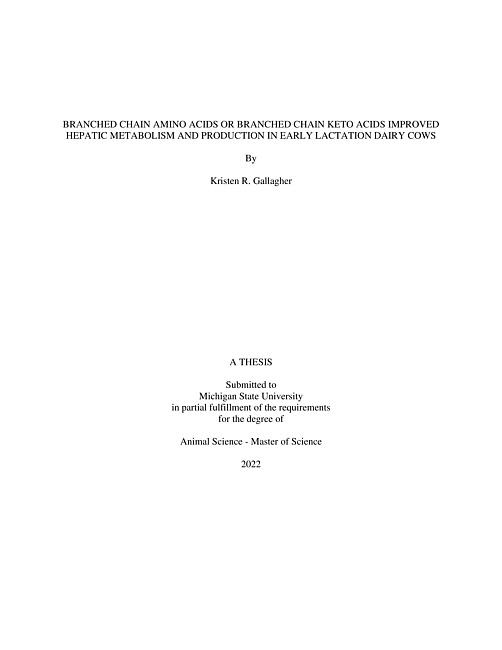 Branched chain amino acids or branched chain keto acids improved hepatic metabolism and production in early lactation dairy cows