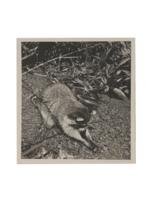 Life history and management studies of the raccoon (Procyon lotor lotor) in Michigan