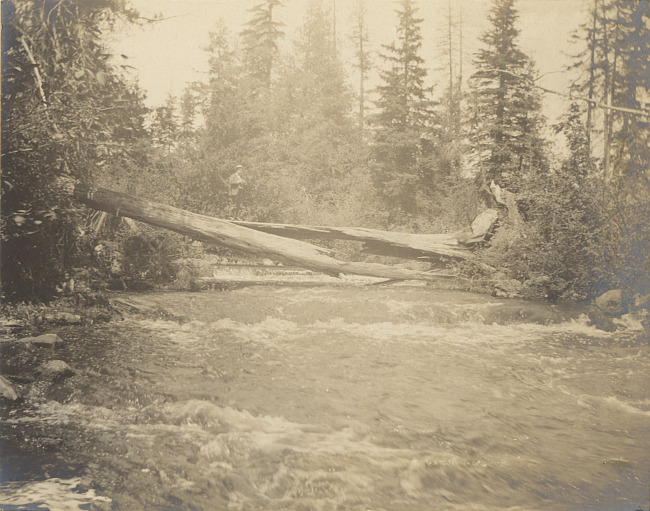 River with fallen tree