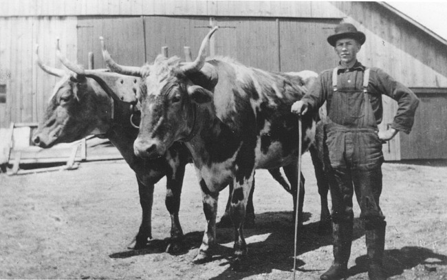 Farmer and span of oxen