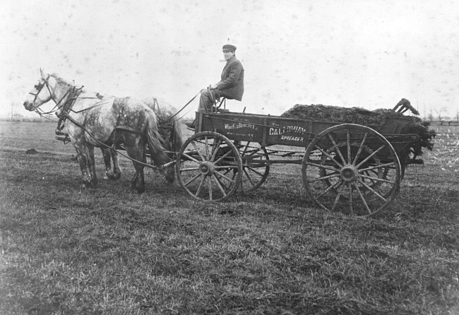 Horse and wagon