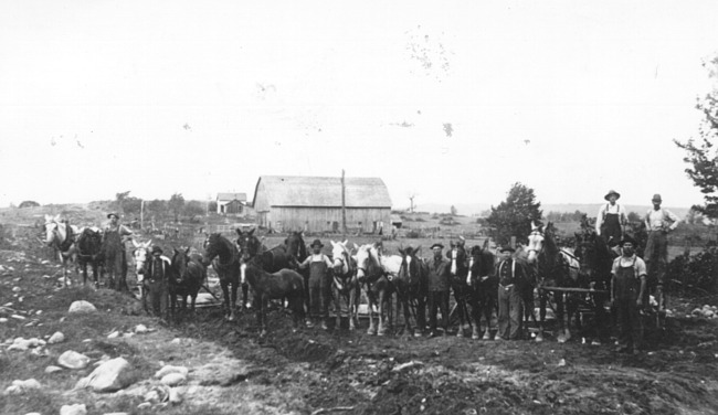Horses with farmers