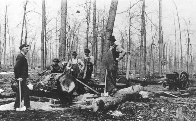 Men cutting down trees