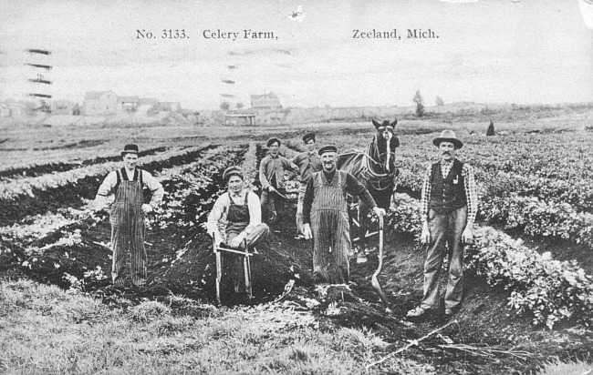 Celery farm workers