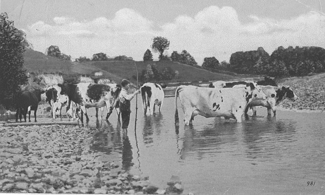 Postcard of boy with cows from Zeeland