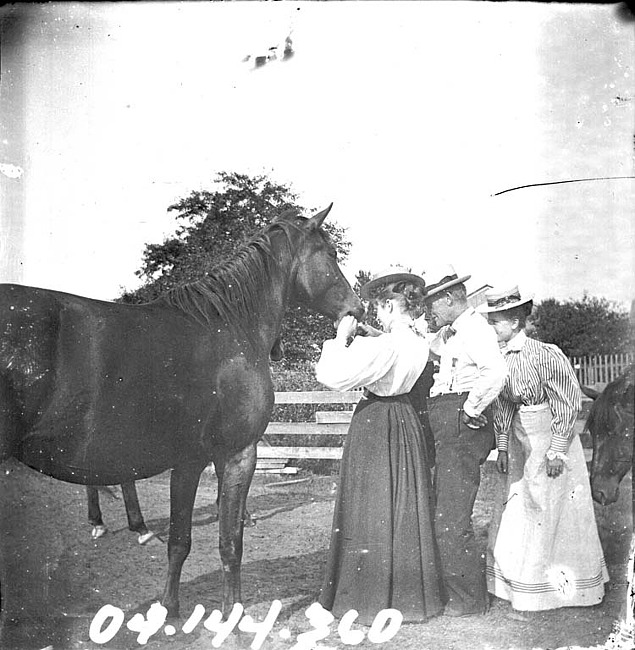 Two Women and a Man Admiring a Horse