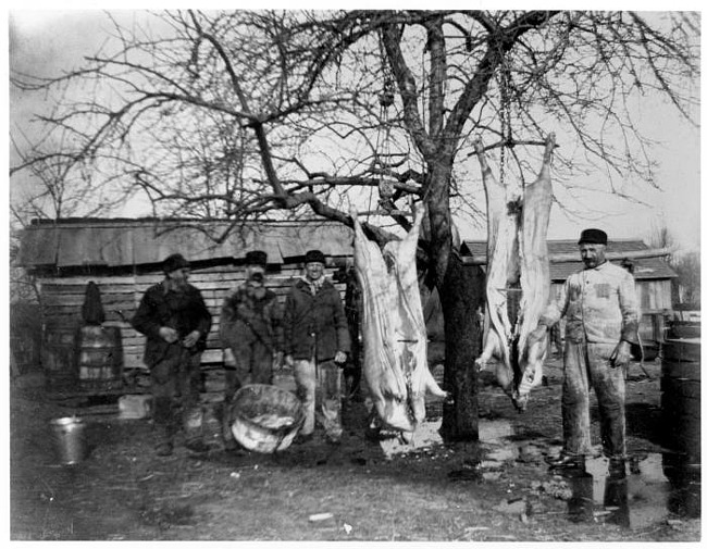 Dressing Hogs on Ahrens Farm