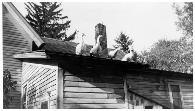 Muscovy Ducks on Ahrens roof