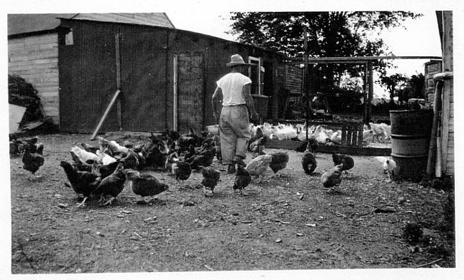 Emin Backus feeds the chickens