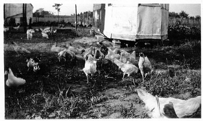 Chickens on Backus Farm