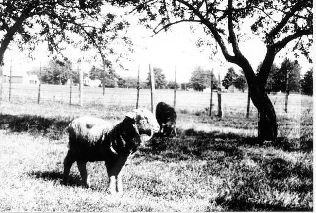 Sheep on Holzhauer Farm