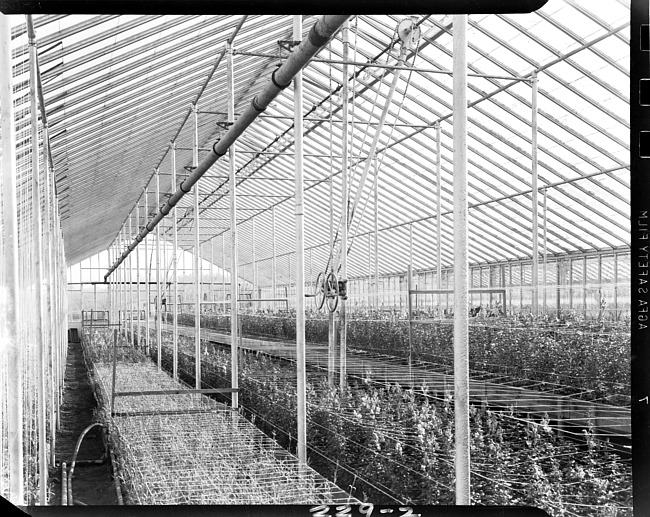 Blossom Shoppe greenhouse, interior