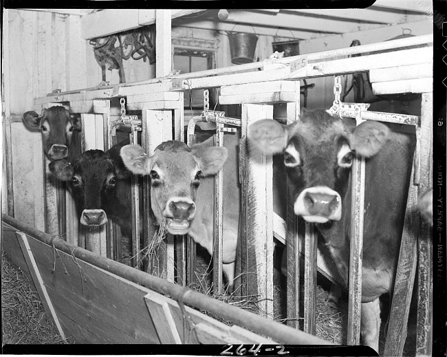 Cows in a barn