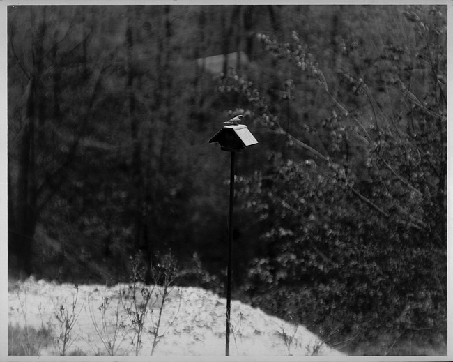 Birdhouse with bird, viewed from kitchen window, photograph