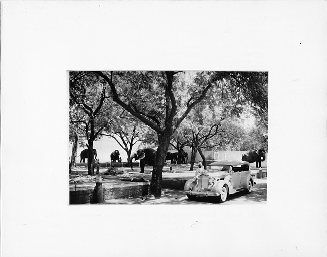 1937 Packard special touring sedan by Rollston, elephants in background