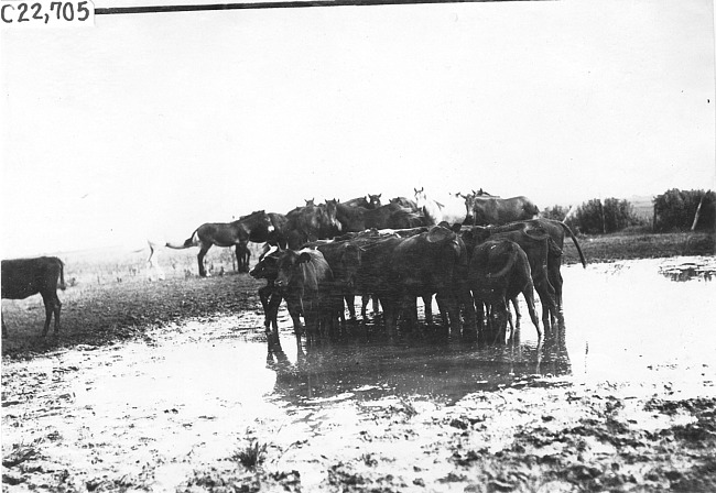 Horses and cows at watering hole, at the 1909 Glidden Tour