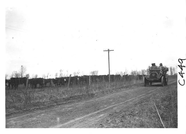 E.M.F. car passing cows on rural road, on pathfinder tour for 1909 Glidden Tour