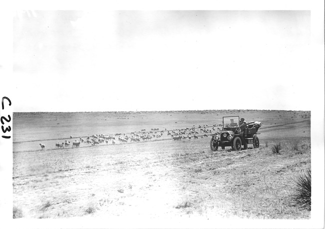 E.M.F. car driving through pasture with sheep, on pathfinder tour for 1909 Glidden Tour