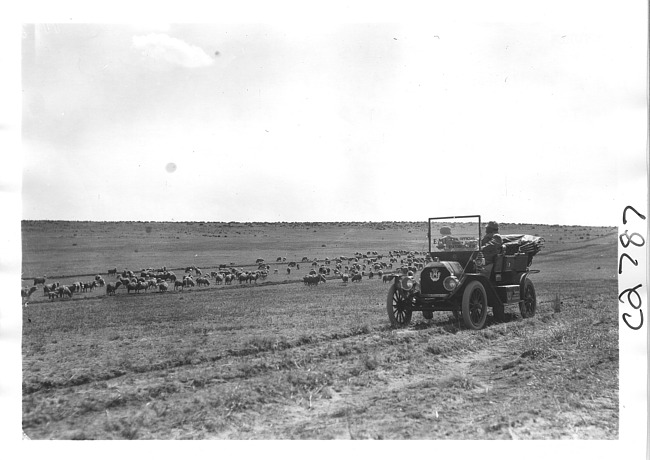 E.M.F. car on prairie with sheep, on pathfinder tour for 1909 Glidden Tour