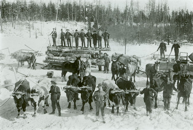 Documented use of oxen in logging operations in Dickinson County