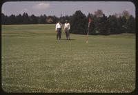 No. 17 green at Rolling Greens Golf Club in Pennsylvania in 1954, with the surface covered with wild cherry flower petals - "Snow in April"