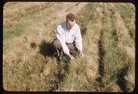 A Jacklin seed production field in Washington of Merion Kentucky bluegrass, 1954