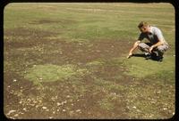 Superintendent Bob Williams examines a mixed stand of bentgrass and annual bluegrass, under high moisture and temperatures, with the Poa annua going out, Beverly Country Club, Chicago, in 1955