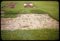 Bermudagrass and Zoysiagrass experimental plots established 7 weeks earlier Toro Research Center, Minnesota, 1953