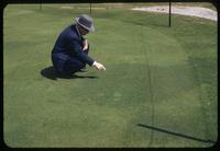 Golf course superintendent Arthur Anderson points out Colonial bentgrass on the green of Hole #6 at Brae Burn Country Club, Massachusetts, 1953