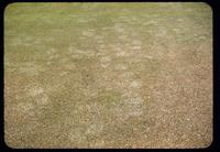 Extensive footprints on a turf surface indicated by wilting grass, San Diego, California, 1951