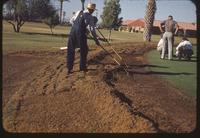 Two workers rake bermudagrass stolons out of a golf green collar in preparation for seeding ryegrass, Arizona Country Club, Phoenix, 1953